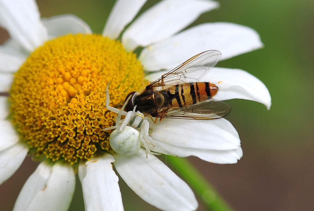 La vita in un fiore: terza parte